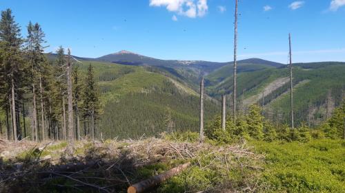 Selection of sampling trees and fourth drone data acquisition in bark beetle forest in Rašelinový potok area