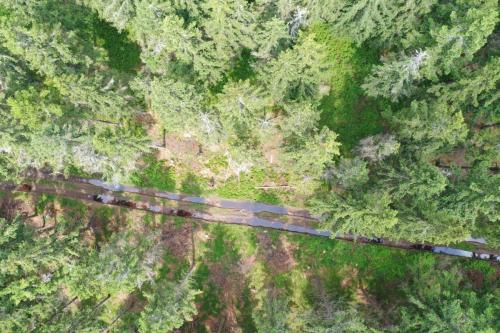 Sixth drone data acquisition in bark beetle forest in Rašelinový potok area