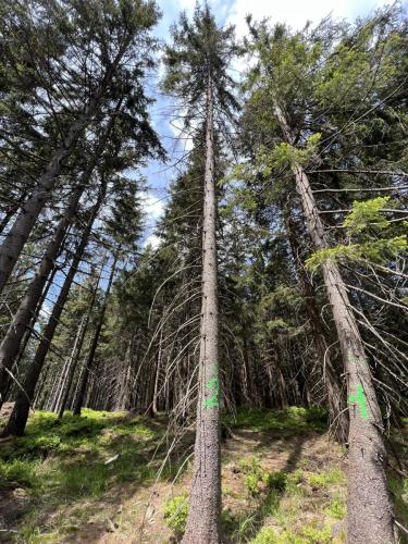 Second drone data acquisition in bark beetle forest in Rašelinový potok area
