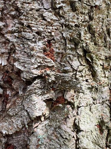 Third drone data acquisition in bark beetle forest in Rašelinový potok area